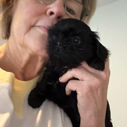 Beau - Black male Shih Tzu puppy in Covington, Georgia from Top Hats 2  Shih Tzu’s