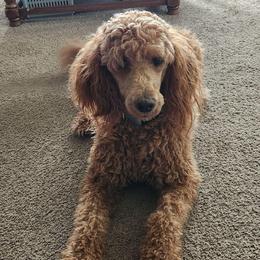 Holly - Poodle