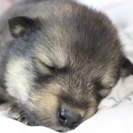Tru - Brown - Agouti and white male Alaskan Malamute puppy in Independence, Virginia from New River Valley Malamutes