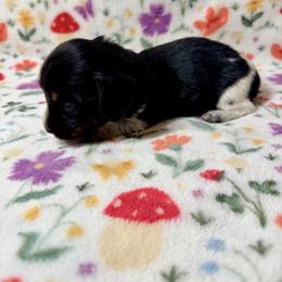 Casanova - Piebald male Dachshund puppy in Nampa, Idaho from 208 Wiener Wiggle Butts LLC