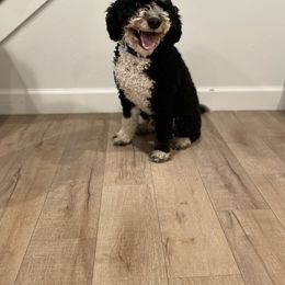 Archie - Bernedoodle