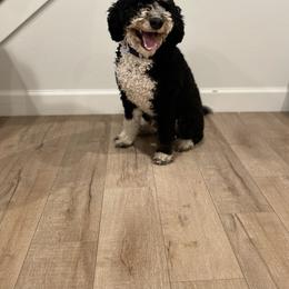 Archie - Bernedoodle