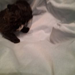 Sugar - Black female Poodle puppy in Hillsborough, North Carolina from Peggy's Poodle Pups