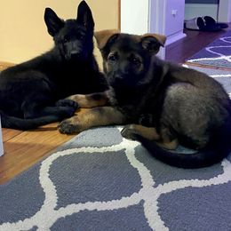 German Shepherd Puppies from Carlson Hill Farm