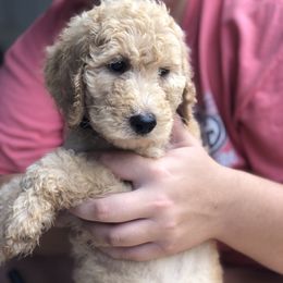 Aussiedoodle, Bernedoodle, and Poodle Puppies from Megan’s Spoiled Standards