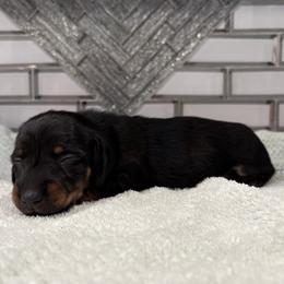 Coal - Black and tan male Dachshund puppy in Venice, Florida from JD’s Weiner-Wonderland