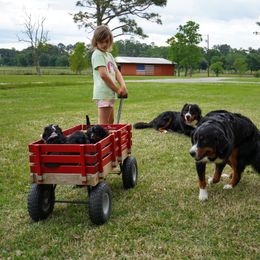 Bernedoodle Puppies from DoodlesFarmCo
