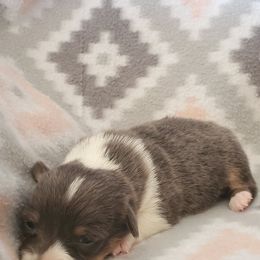 American Corgi and Pembroke Welsh Corgi Puppies from Sunray Ranch