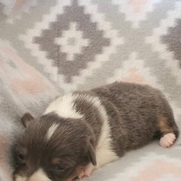 American Corgi and Pembroke Welsh Corgi Puppies from Sunray Ranch