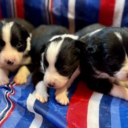 Belgian Malinois, Border Collie, and German Shepherd Puppies from Fairlane Kennels