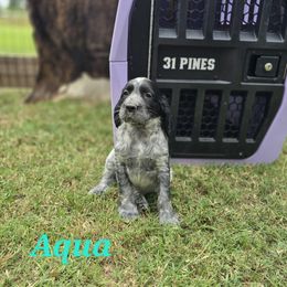 Boykin Spaniel and English Springer Spaniel Puppies from 31 Pines Springers & Retrievers