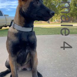 Belgian Malinois Puppies from Vandergriff Malinois