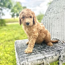 Boy 2- Bill - male Labradoodle puppy in Mountain View, Missouri from Gastineau Doodles