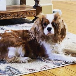 Daffodil - Cavalier King Charles Spaniel