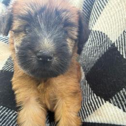 Simba - Wheaten male Soft Coated Wheaten Terrier puppy in Nokomis, Illinois from Windhill Wheatens