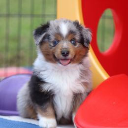 Miniature American Shepherd Puppies from Southern Star Miniature American Shepherds