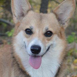 Deja - Pembroke Welsh Corgi