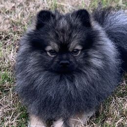 Pongo - Pomeranian