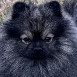 Pongo - Pomeranian