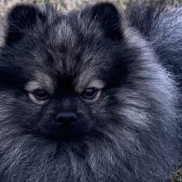 Pongo - Pomeranian
