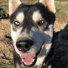 Ragnar  - Siberian Husky