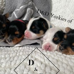 Yorkshire Terriers from D&D Yorkies of Texas