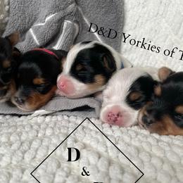 Yorkshire Terriers from D&D Yorkies of Texas