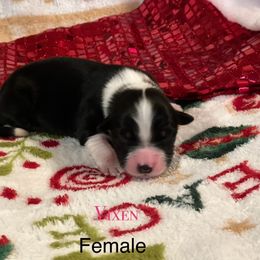 Vixen - Black tri-color female Australian Shepherd puppy in Howardsville, Virginia from Spectacular Aussies and Cavaliers