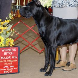 Venus - Cane Corso