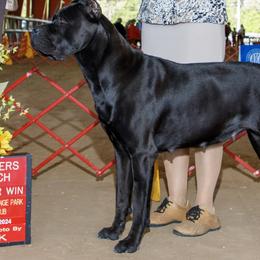 Venus - Cane Corso