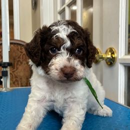 Hans - Brown male Poodle puppy in Huntsville, Alabama from Flint River Poodles