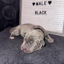 Black collar - Gray male Cane Corso puppy in Snellville, Georgia from A Really Good Kennel