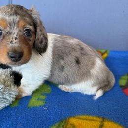 Kia - Dapple female Dachshund puppy in Springfield, Ohio from LUXEYPUPS