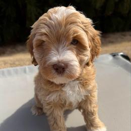 Grey Boy - Caramel cream male Australian Labradoodle puppy in West Union, South Carolina from Golden Corner Labradoodles, LLC