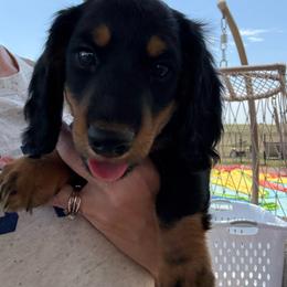 LH black n tan - Black and tan male Dachshund puppy in Lubbock, Texas from It’s a Hot Mess
