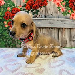 Cream Male Smooth Coat - Cream male Dachshund puppy in Cleveland, Tennessee from Kelly's Doxie Farm