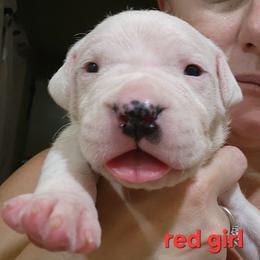 Girl 4 - red girl - White female Dogo Argentino puppy in Blythe, California from Dogos del Gran Reino