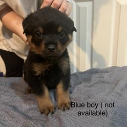Rottweiler Puppies from Az Phoenix