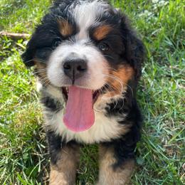 Bernese Mountain Dogs from Patriot’s Bernese Mtn Dogs