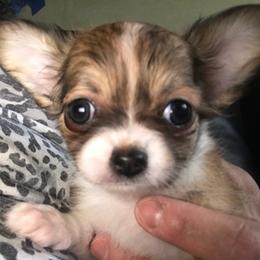 Chihuahua Puppies from Chilove Chihuahuas