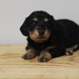 Cranberry - Black and cream female Dachshund puppy in Alto, Texas from Prima Dachshunds