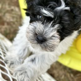 Havanese Puppies from PNW Havanese