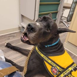 Jensen - Great Dane