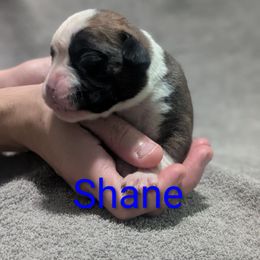 Shane - Fawn male Boxer puppy in New Holland, Pennsylvania from Shady Rill puppies