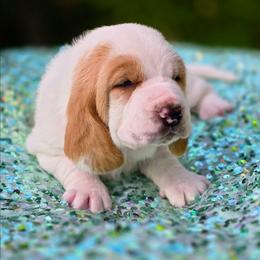 Daphne - Lemon and white female Basset Hound puppy in Big Rapids, Michigan from Basket Hound Bassets