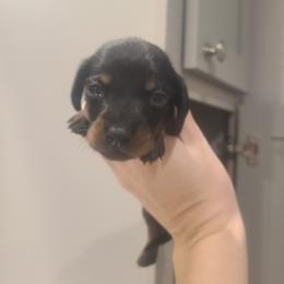 Jelly Belly - Black and tan male Dachshund puppy in Okeechobee, Florida from Far Far Away Dachshunds