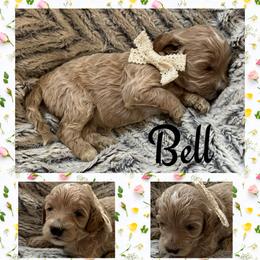 Bell - Cream female Goldendoodle puppy in Ankeny, Iowa from Iowadoodles2love