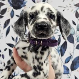 Easy Bake Oven - White and black female Dalmatian puppy in Gray, Georgia from Fuller Spots