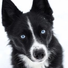 Prim - Pomsky