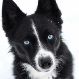 Prim - Pomsky